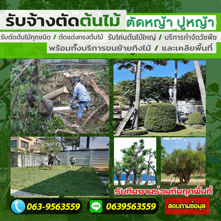 รับตัดต้นไม้ใหญ่เขตธนบุรี โทร 063-9563559
