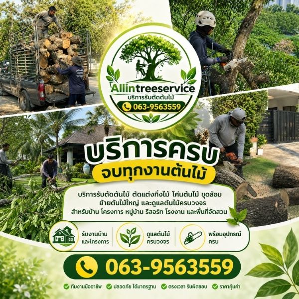 ทีมงาน AllInTreeService รับตัดต้นไม้ ย้ายต้นไม้มืออาชีพ