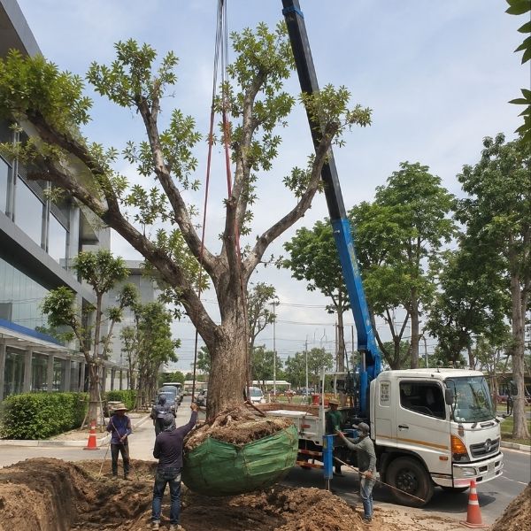 ขุดล้อม-ย้ายต้นไม้