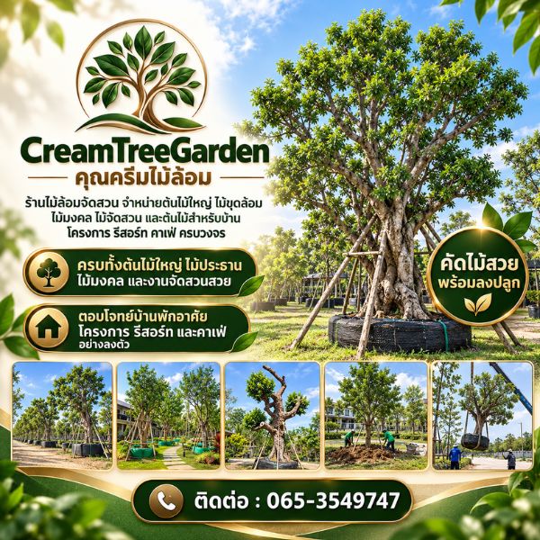 ต้นไม้ใหญ่ไม้ล้อมจัดสวน CreamTreeGarden #1