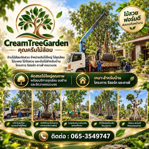 เทคนิคเลือกไม้ล้อมจัดสวน CreamTreeGarden #03