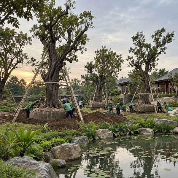 ผลงานไม้ล้อมจัดสวน CreamTreeGarden #10