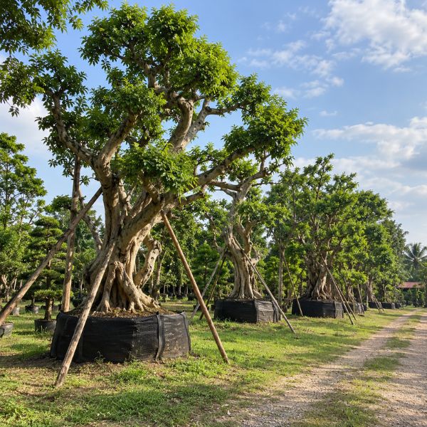 ขุดล้อมย้ายต้นไม้ CreamTreeGarden #15