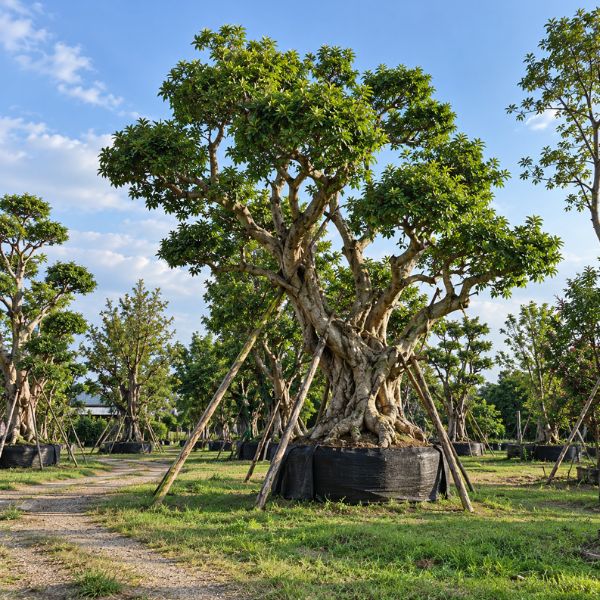 จัดสวนรีสอร์ท CreamTreeGarden #16