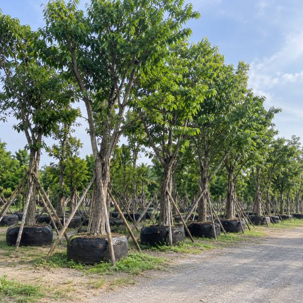 ต้นไม้โครงการ CreamTreeGarden #17