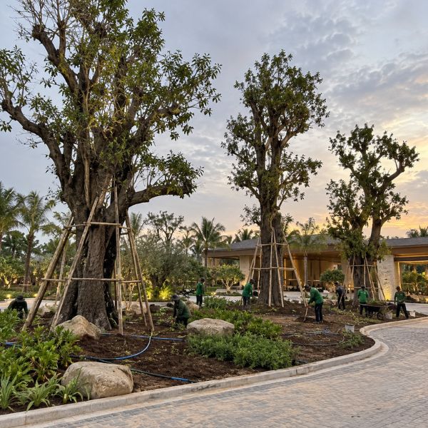 ผลงานไม้ล้อมจัดสวน CreamTreeGarden #20