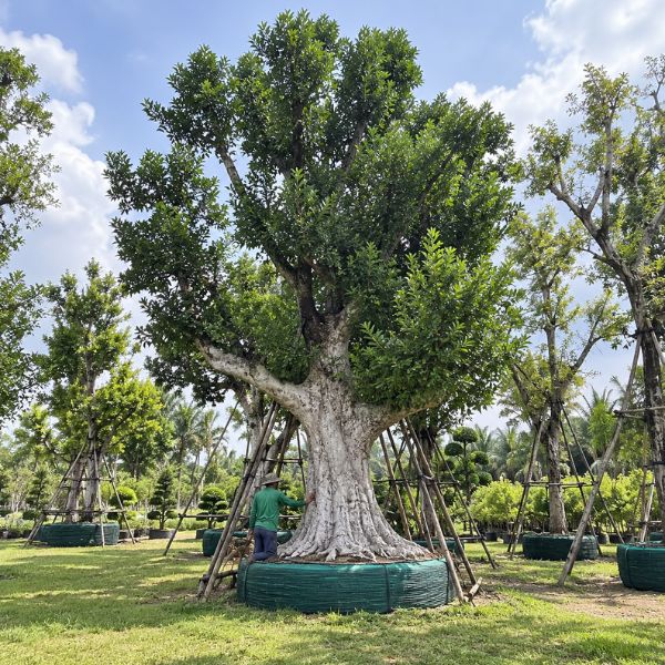 ต้นไม้ใหญ่ไม้ล้อม CreamTreeGarden #21