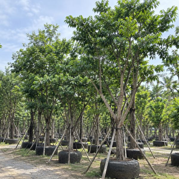 จัดสวนบ้าน CreamTreeGarden #23