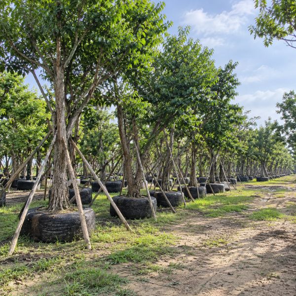 จัดสวนคาเฟ่ CreamTreeGarden #24