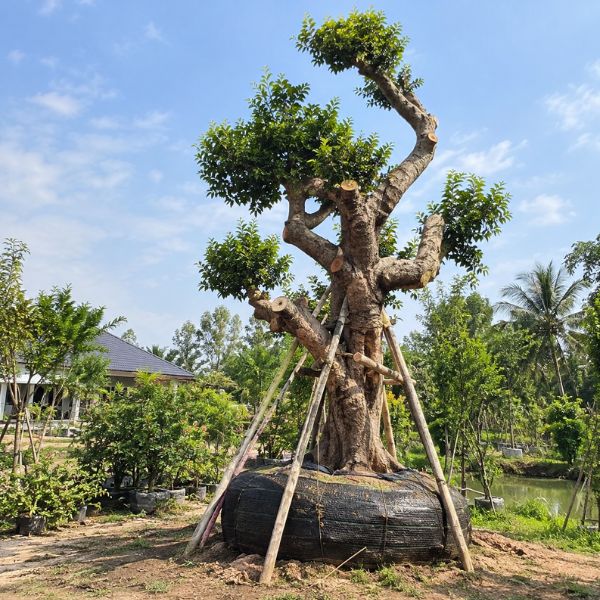 ต้นไม้โครงการ CreamTreeGarden #27