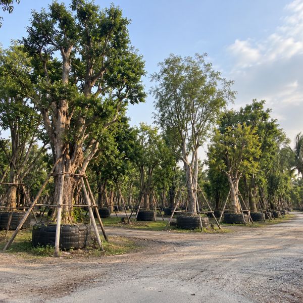 จัดสวนบ้าน CreamTreeGarden #3