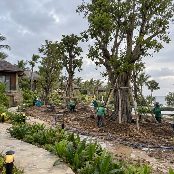 ผลงานไม้ล้อมจัดสวน CreamTreeGarden #30