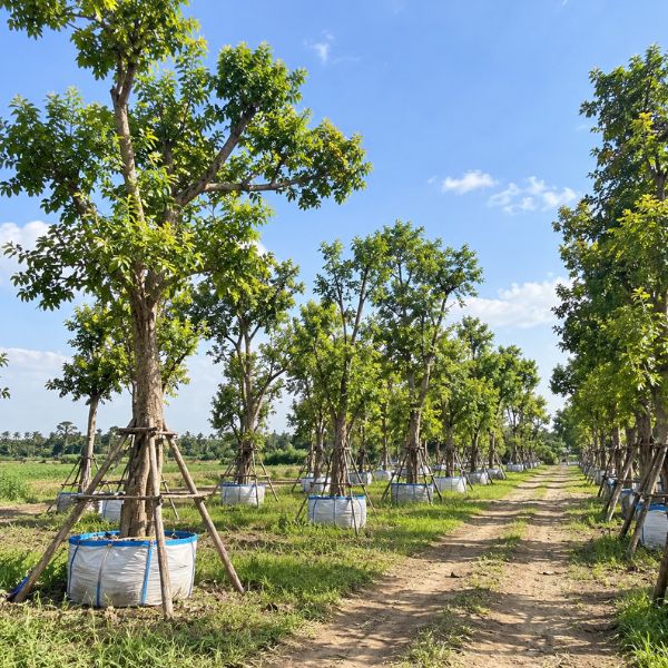 ไม้มงคลจัดสวน CreamTreeGarden #32