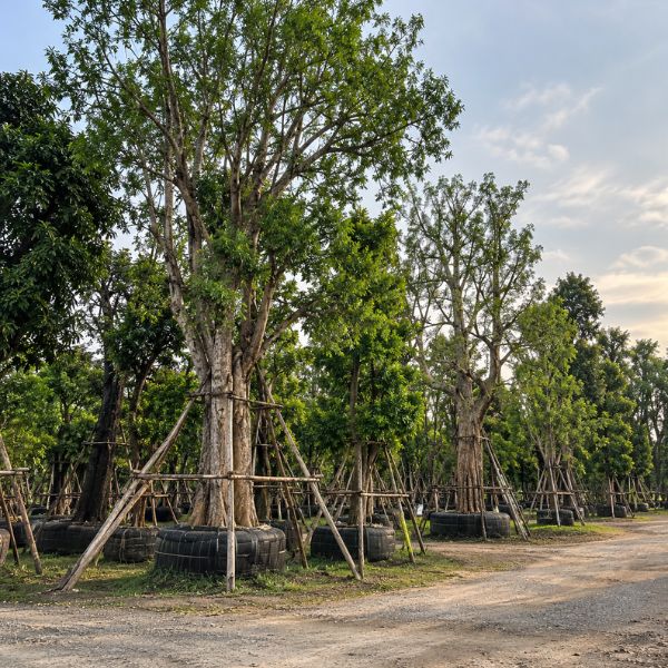 จัดสวนบ้าน CreamTreeGarden #33