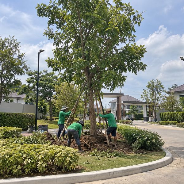 ขุดล้อมย้ายต้นไม้ CreamTreeGarden #35