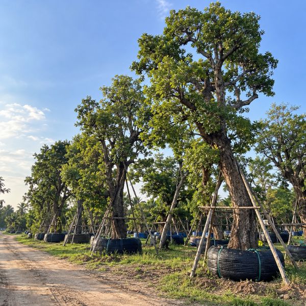 จัดสวนรีสอร์ท CreamTreeGarden #36