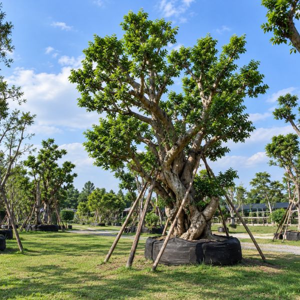 ต้นไม้โครงการ CreamTreeGarden #37