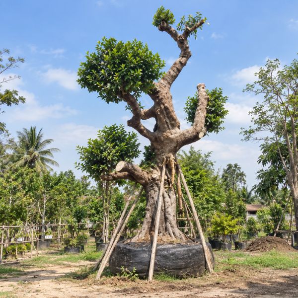 ไม้จัดสวนฟอร์มสวย CreamTreeGarden #38
