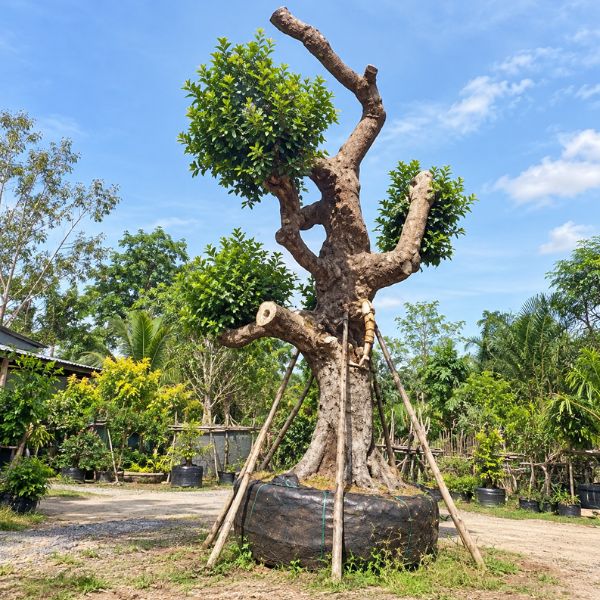 ผลงานไม้ล้อมจัดสวน CreamTreeGarden #40