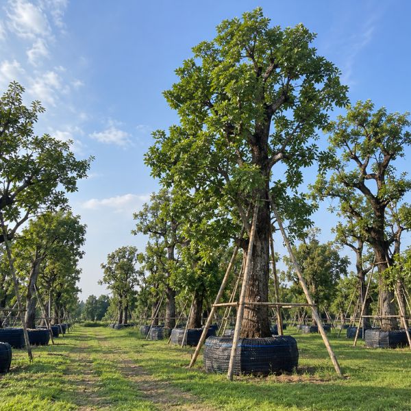 จัดสวนบ้าน CreamTreeGarden #43