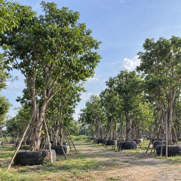 จัดสวนรีสอร์ท CreamTreeGarden #46