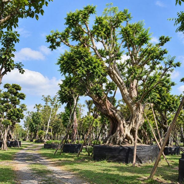 จำหน่ายต้นไม้ใหญ่-ไม้ขุดล้อม CreamTreeGarden