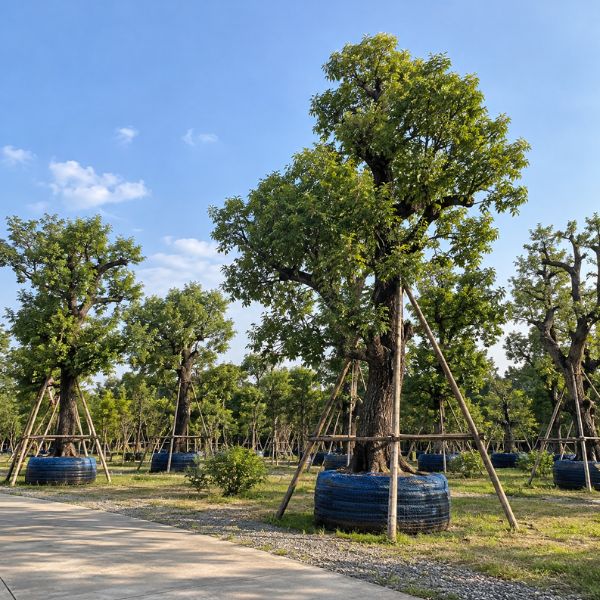 ทีมงานจัดสวนมืออาชีพ CreamTreeGarden #49