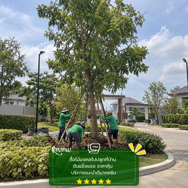 รีวิวลูกค้าผลงานไม้ล้อม-จัดสวน CreamTreeGarden #53