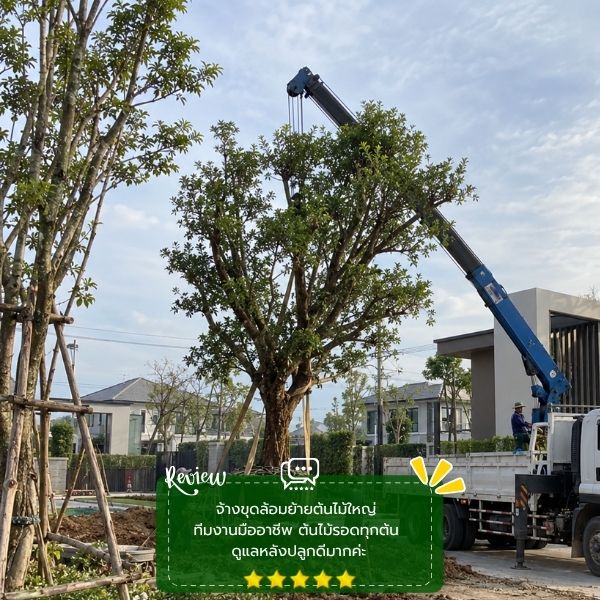รีวิวลูกค้าผลงานไม้ล้อม-จัดสวน CreamTreeGarden #54