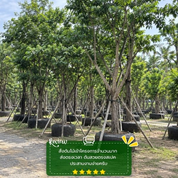 รีวิวลูกค้าผลงานไม้ล้อม-จัดสวน CreamTreeGarden #55