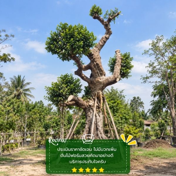 รีวิวลูกค้าผลงานไม้ล้อม-จัดสวน CreamTreeGarden #57