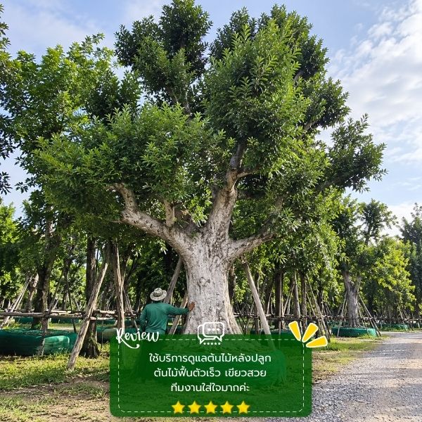 รีวิวลูกค้าผลงานไม้ล้อม-จัดสวน CreamTreeGarden #58