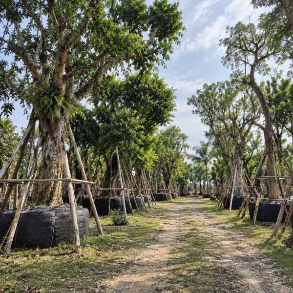จัดสวนรีสอร์ท CreamTreeGarden #46