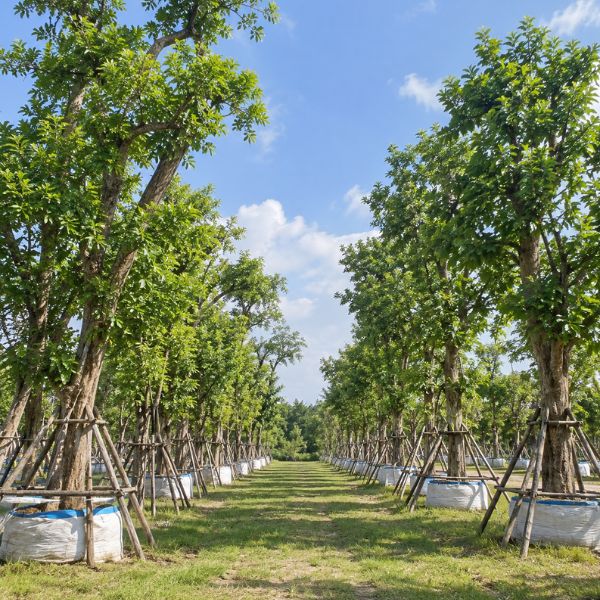 ต้นไม้โครงการ CreamTreeGarden #47