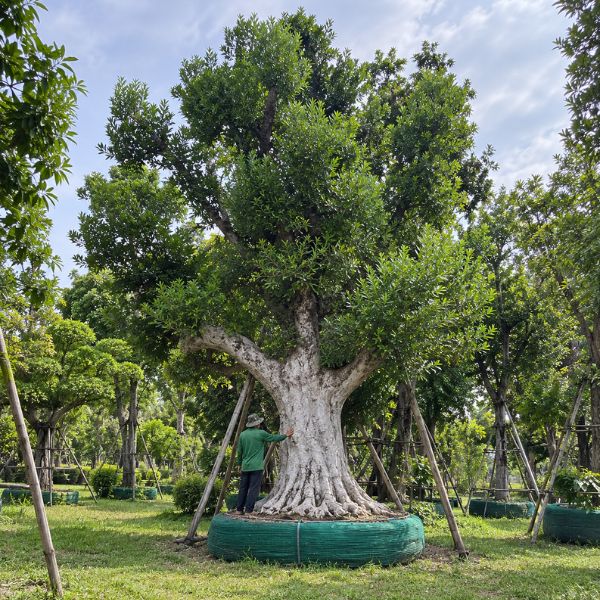 ไม้จัดสวนฟอร์มสวย CreamTreeGarden #48