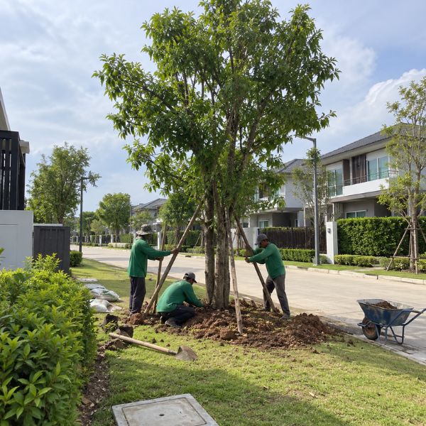 ผลงานไม้ล้อมจัดสวน CreamTreeGarden #50