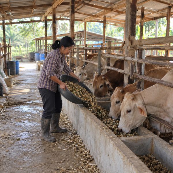 กากมันสำปะหลัง FarmFeedPro #14