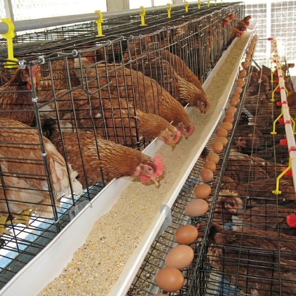กากถั่วเหลือง FarmFeedPro #25