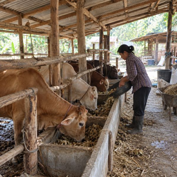 อาหารสัตว์ราคาส่ง FarmFeedPro #41