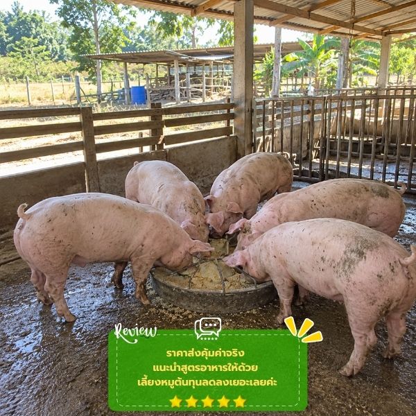รีวิวลูกค้าอาหารสัตว์ราคาส่ง FarmFeedPro #56