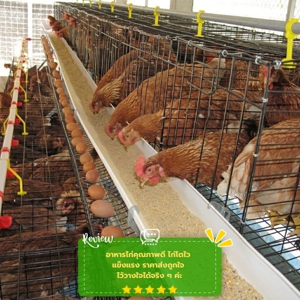 รีวิวลูกค้าอาหารสัตว์ราคาส่ง FarmFeedPro #58