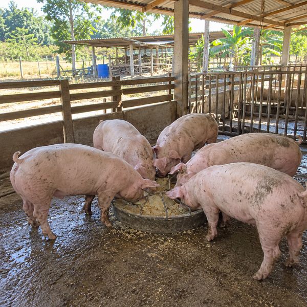 กากมันสำปะหลัง FarmFeedPro #44