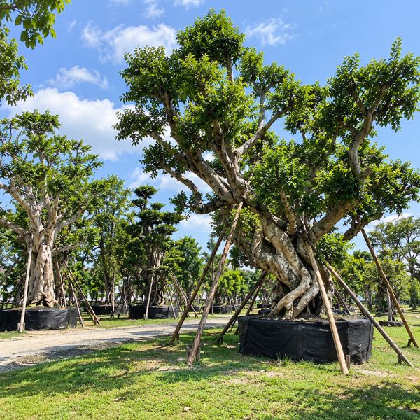 ทีมงานจัดสวนมืออาชีพ GardenCraft #19