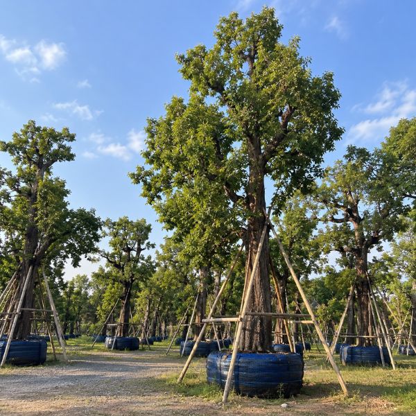 จัดสวนน้ำตก-บ่อปลา GardenCraft #22