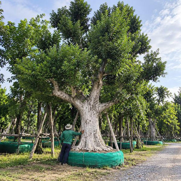 จัดสวนรีสอร์ท GardenCraft #35