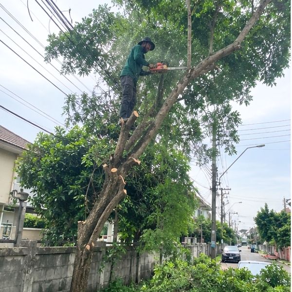 ตัดหญ้าสวนสาธารณะ