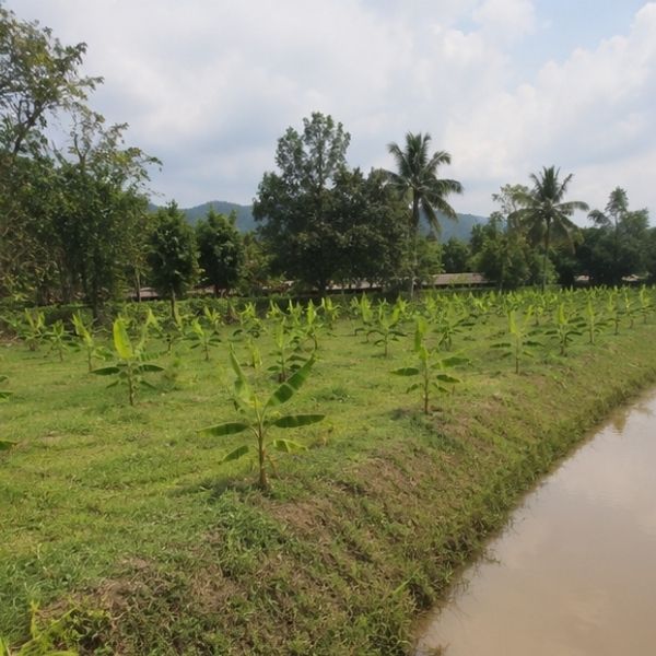 ผลงาน TimberPlan