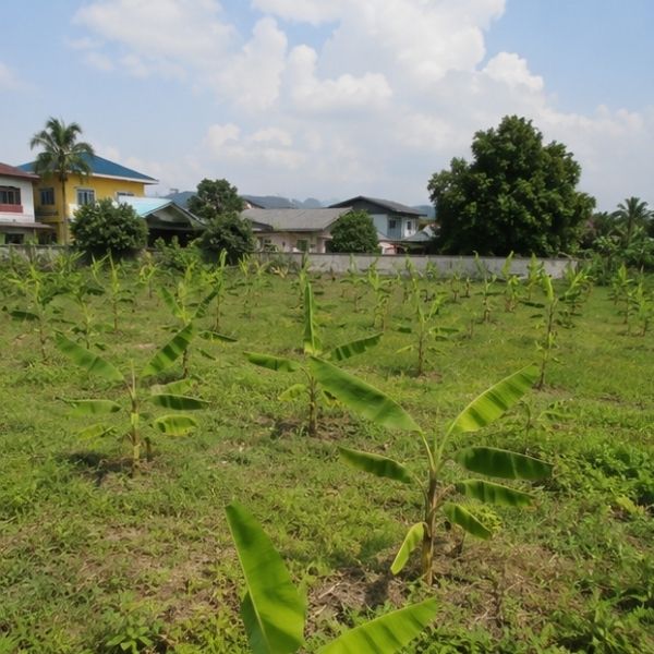 ผลงาน TimberPlan