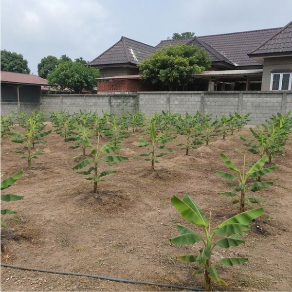 ผลงาน TimberPlan
