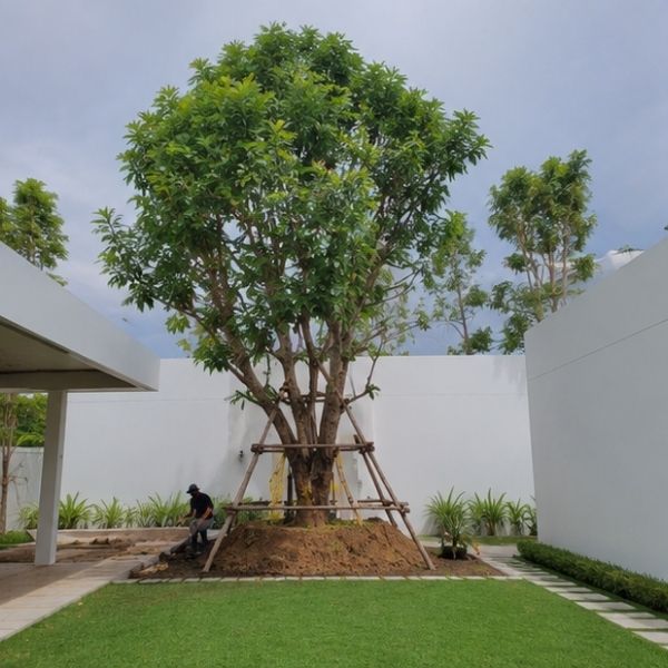 ผลงาน TimberPlan